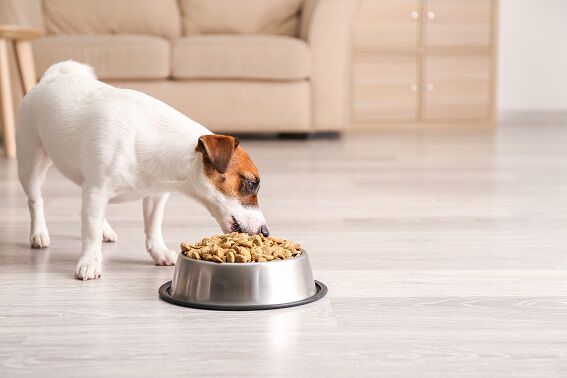 A small dog eating from a stainless steel bowl in a modern living room with a beige couch in the background.